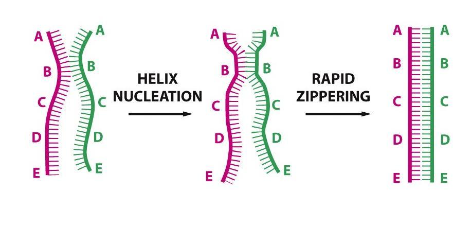 DNA:n hybridisaatio parin löytäminen!
