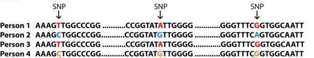Haplotyyppi = haploidi genotyyppi Yksilöllisen genotyypin (haplotyypin) selvittämisellä voi