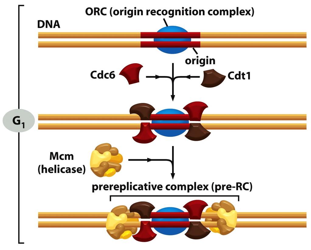 Tuman DNA replikoituu tasan kerran solusyklin aikana: valmistautuminen G1 vaiheessa DNA:n replikaa8on aloituskohdissa (origin) on kiinniwyneenä proteiinikompleksi ORC FosforyloitumaWomaan ORC-