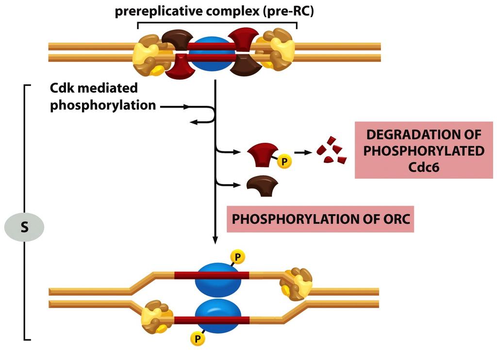 Replikaa8o alkaa S- vaiheessa Cdk- kinaasit ak8voituvat pre- replika8ivinen kompleksi hajoaa