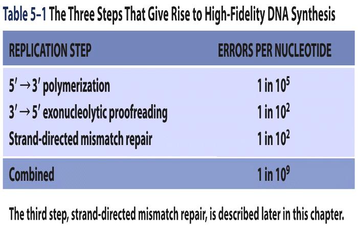 Replikaa8ovirheiden korjaus Virheitä / genomi 10 4 10 2 10 0 DNA- polymeraasi tarkistaa jälkensä : 3 5 eksonukleaasiak8ivisuus Jonkin aikaa replikaa8on jälkeen