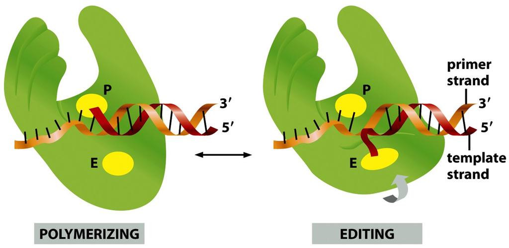 DNA- polymeraasi poistaa itse väärin liitetyn nukleo8din DNA- polymeraasissa on myös 3-5 eksonukleaasi-