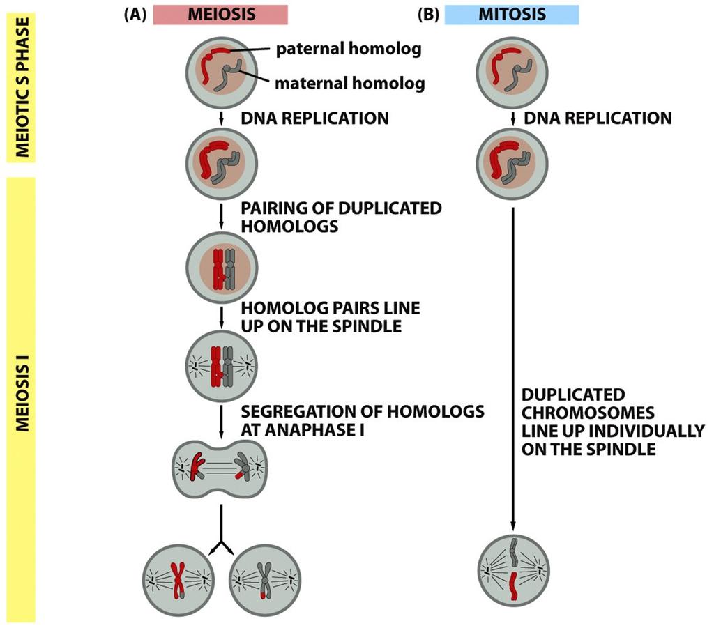 fig. from ch.