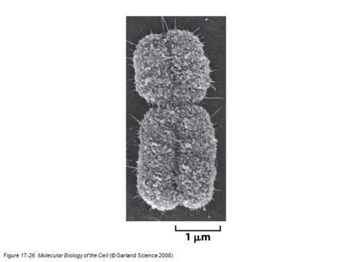 Molecular