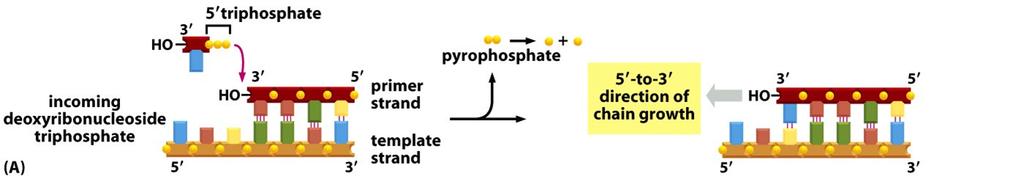 DNA:n kahdentumisen tärkein entsyymi on DNA- polymeraasi II uusi deoksiribonukleo8di (esim ATP, GTP) liitetään templaa8n kanssa pariutuneen