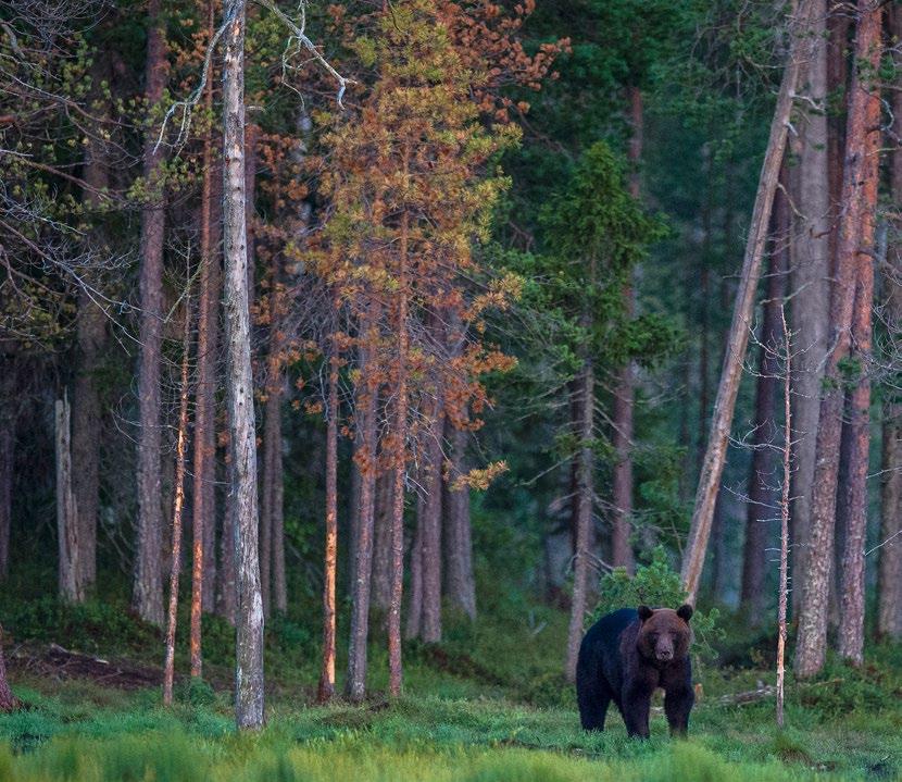 KANSALLISELÄIN. Karhu on metsän kuningas, joka teroittaa vahvat kyntensä salomaiden puunrunkoihin.