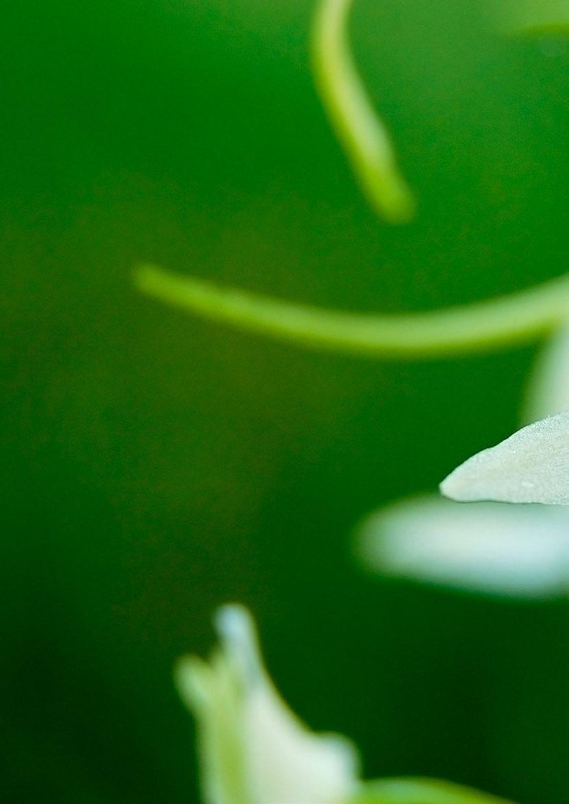 saara sormunen / vastavalo Vuoden 2014 Luonnonkukkien päivän teemalajina oli valkolehdokki (Platanthera bifolia).