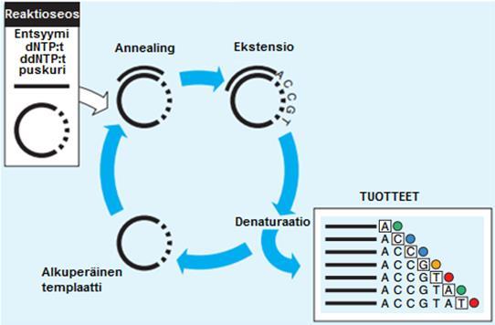 11 Kuva 2. Syklisekvensointireaktion eteneminen. Reaktioseoksessa on DNA-polymeraasia, nukleotideja (dntp:t), dideoksinukleotideja (ddntp:t), puskuria, sekvensointialuketta ja DNA-templaattia.