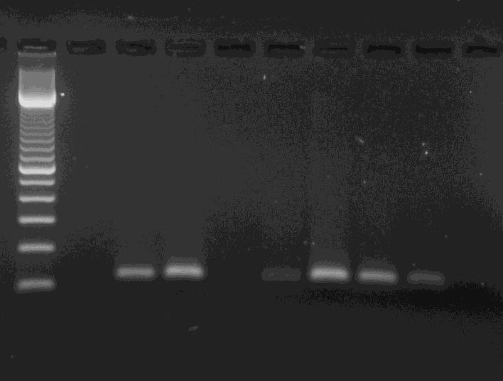 27 Kuva 6. Pan-paramyksovirus RT-PCR-menetelmällä ajetut positiiviset kontrollinäytteet.