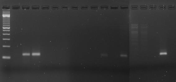 28 Huomattiin, ettei APMV-4-positiivisen kontrollin RNA:n määrän lisäämisellä ollut vaikutusta sen monistumiseen. Sitä ei saatu vieläkään näkyviin (kuva 7).