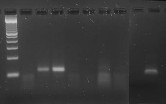 29 Pan-paramyksovirus RT-PCR:llä ajettiin myös Eviran Eläintautivirologian tutkimusyksikön lintulaboratoriossa tutkitut antigeenireferenssinäytteet.