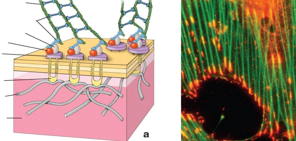 Molecular Biology of The Cell Garland Science Tarttumispisteet (focal adhesions) Solujen tarttuessa väliaineen proteiineihin (mm.