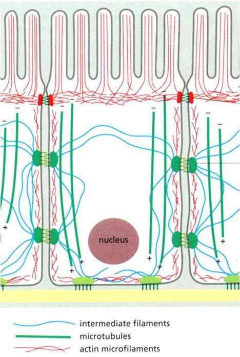 Aktiinisäikeet: Tiivis liitos (z. occludens, tight j.) Vyöliitos (adherens j.