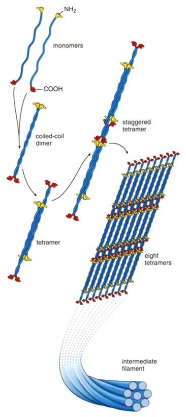 neurofilamentit Tuma - lamiinit Välikokoisen säikeen rakentuminen 1. Monomeerit 2.