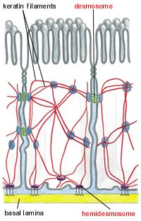 Molecular Biology of The Cell Garland Science