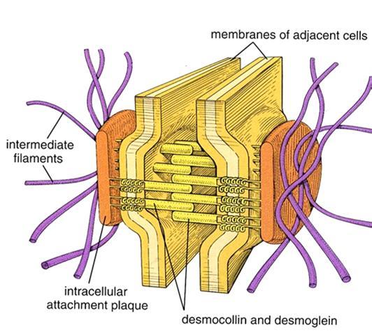 Desmosomin rakenne vierekkäisten solujen solukalvot välikokoiset