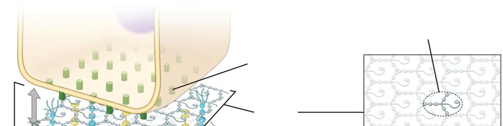 Basal lamina Sitojaproteini (nidogen) proteoglykaani (esim.