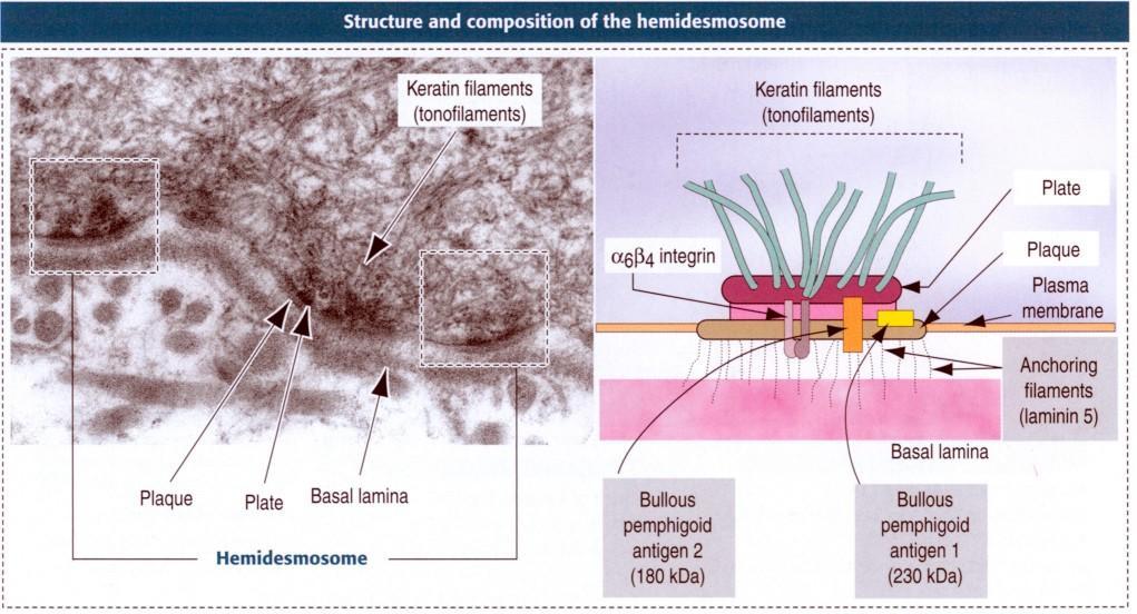 Hemidesmosomin rakenne ja koostumus keratiinisäikeet (tonofilamentit) keratiinisäikeet