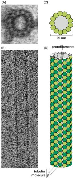 Mikrotubulusten rakenne Solunsisäisiä (~25 nm paksuja) dynaamisia putkirakenteita