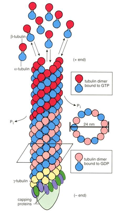 Mikrotubuluksen kasvu - ja -tubuliinit muodostavat dimeerin, johon GTP sitoutuu GTP-tubulin sitoutuu