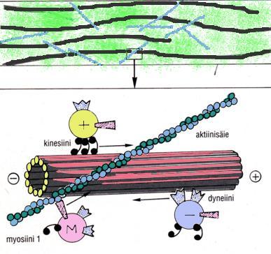 Solunsisäinen kuljetus - moottoriproteiinit ja solun tukiranka Mikrotubuluksia pitkin
