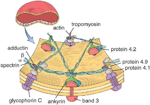 kalvoproteiinin ja linkkeri-proteiinien