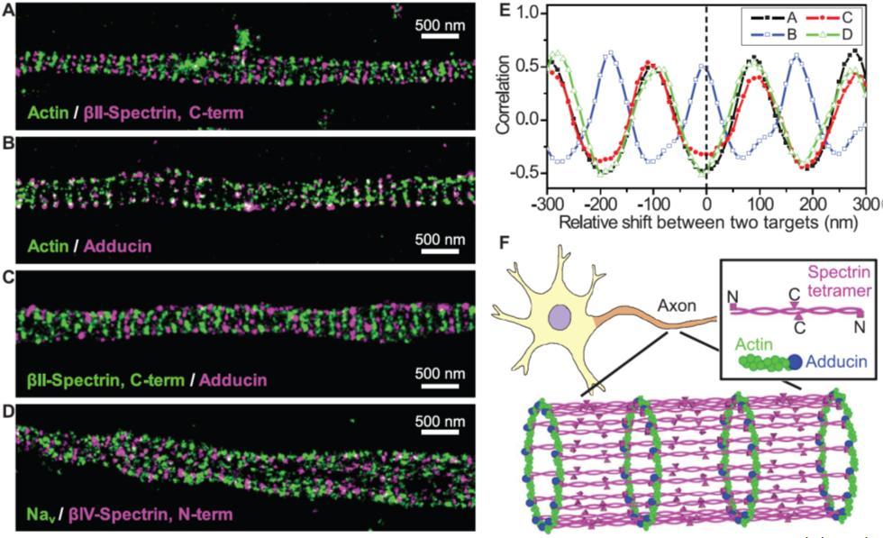 Molecular Biology of The Cell Aktiinin ja