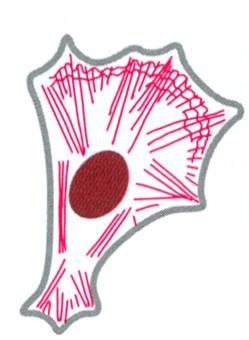Solun osien liikkeitä: Värekarvojen liike (esim.