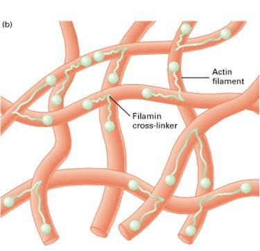 Aktiinifilamentin synty ja rakenne K +, Mg 2+ ATP Polymerisoituminen Aktiinimolekyylit asettuvat peräkkäin