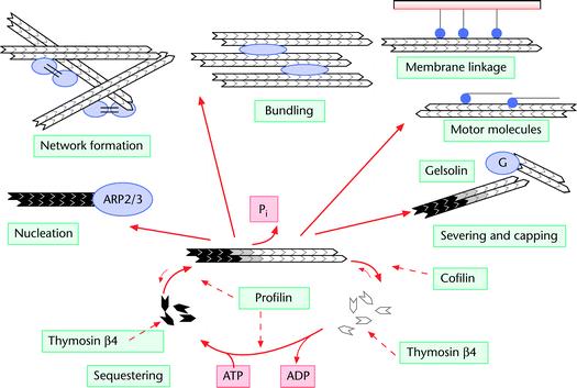 Aktiinin polymerisaatio ja aktiinia-sitovat proteiinit aktiinifilamenttien syklissä verkoston muodostaminen kimppuuntuminen