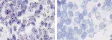 genotyping Geneettisen variaation määritys