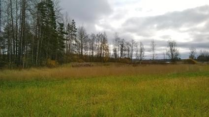 kenteeksi laskeutusallasta paremmin. Kosteikko olisi mahdollista tehdä pengertämällä. Kuva 6. Mahdollinen vesiensuojelurakenteen paikka Kärmelammen ojan varrella rannan lähellä.