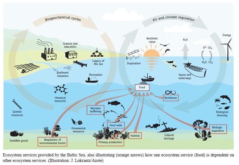 2.Impact: Ecosystem services Meriekosysteemin tarjoamia aineellisia ja aineettomia palveluita: (1) ylläpito