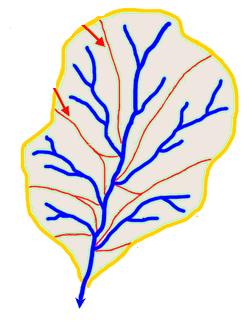 I NON-POINT SOURCE NUTRIENT POLLUTION Sewege treatment P-free detergents Nutrition of production animals Treatment of manure Toward more closed cycles Catchment areas II Agricultural practices Winter