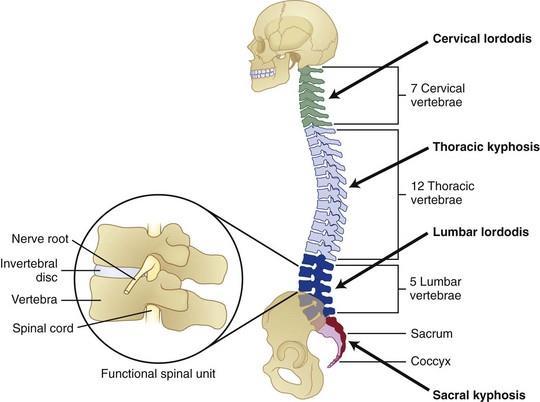 17 Kuva 1 Selkärangan liikeyksikkö (functional spinal unit) Lanneranka koostuu viidestä nikamasta (L1-L5), joiden nikaman rungot ovat muiden rangan alueiden nikamia suurempia toimien ylävartalon