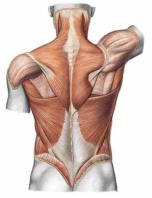18 vatsalihas (m.transversus abdominis, TrA), sisempi vino vatsalihas (m.obliquus internus abdominis), iso pakaralihas (m.gluteus maximus), leveä selkälihas (m.