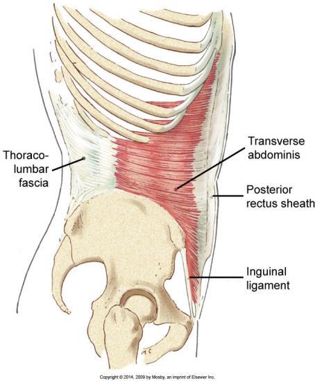 20 inguinaali ligamenttiin, linea albaan ja alhaalla lantiossa suoliluun harjanteisiin (crista iliaca)(luomajoki 2010, 14; Sandström & Ahonen 2011, 226-227.