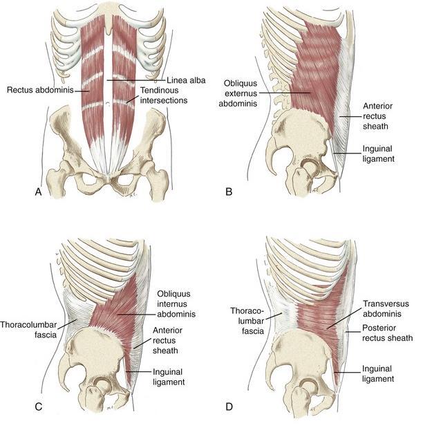 24 Kuva 6 A) m.rectus abdominis, B) m.obliquus externus abdominis, C) m.obliquus internus abdominis ja D) m.transversus abdominis M.