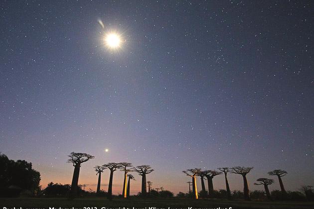 Reittimme kulkee aluksi kuuluisan apinanleipäpuiden avenuen halki Kirindyn suojelualueelle. Baobab avenue on Madagaskarin kuuluisin nähtävyys ja vanhimmat puut ovat yli tuhatvuotiaita.