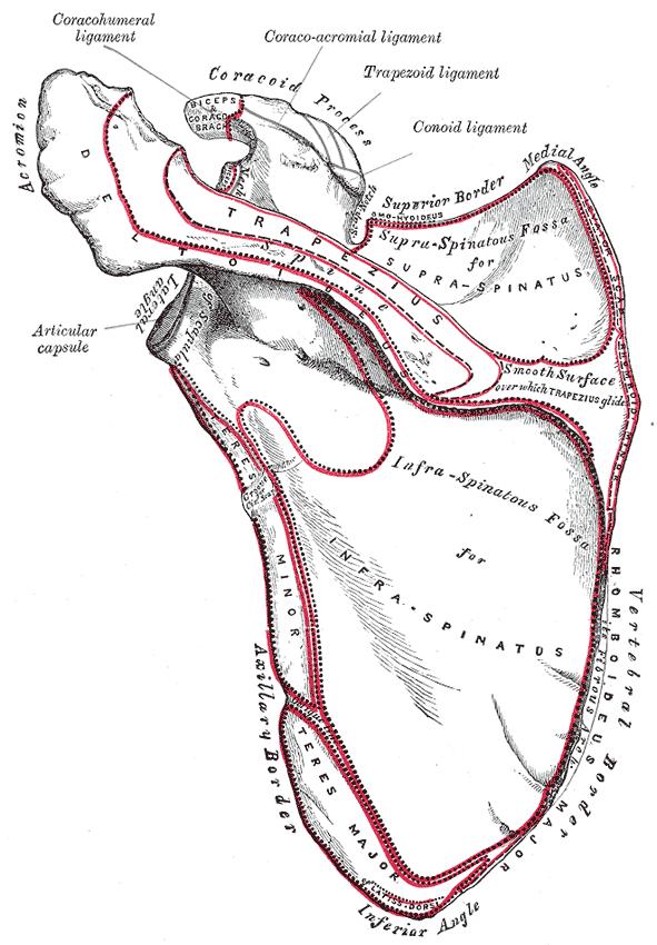 10 Lapaluu (scapula) on litteä kolmikulmainen luu. Lapaluu niveltyy solisluuhun ja olkaluuhun ja muodostaa hartiarenkaan takaosan.