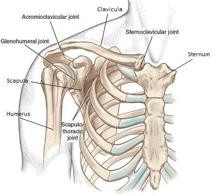 11 Olkaluu (humerus) koostuu proksimaalisesta päästä, kaulasta, varresta ja distaalisesta päästä (Platzer 2009, 114 115.). Olkaluun proksimaalinen pää on puolipallon muotoinen ja se kiinnittyy lapaluun nivelkuoppaan.