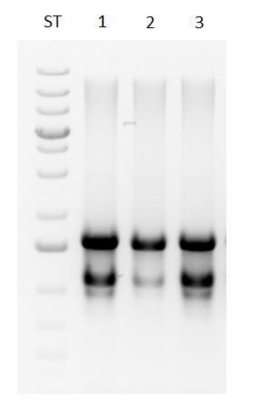 20 6.2 Spektrofotometrinen analyysi Näytteiden pitoisuudet ja puhtauden mitattiin Nanodrop spektrofotometrillä.