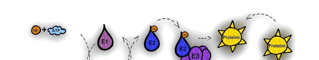 3 (E1), konjugoiva entsyymi (E2) ja ligoiva entsyymi (E3). Näiden entsyymien perusteella prosessi voidaan jakaa kolmeen osaan. (Jones ym. 2012: 177 179.