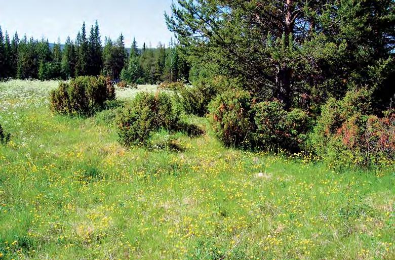 10. Perinnebiotooppi Sijainti: Aatsingissa, suunnittelualueen eteläosassa. Kuvaus: Vanhainkodin pihapiiri, joka rajautuu peltoon ja pihatiehen.