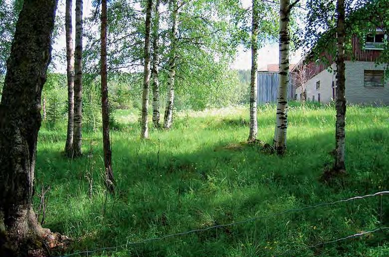 Hoito: ojakellukka, niittynätkelmä, hiirenvirna, maitohorsma, mesimarja, metsämaitikka, maariankämmekkä, pulskaneilikka. Metsäisellä osalla lisäksi puolukka ja kultapiisku.