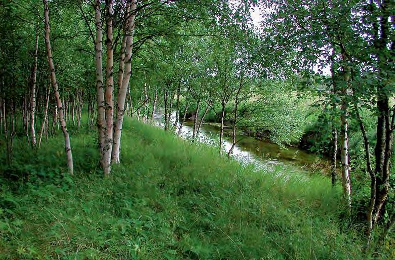 Hoito: milauha, kellosinilatva, kullero, korpiorvokki, kevätleinikki, kurjenjalka, niittynurmikka, juolavehnä, siankärsämö, rönsyleinikki, rentukka, kultapiisku, peltokanankaali, luhtalitukka,