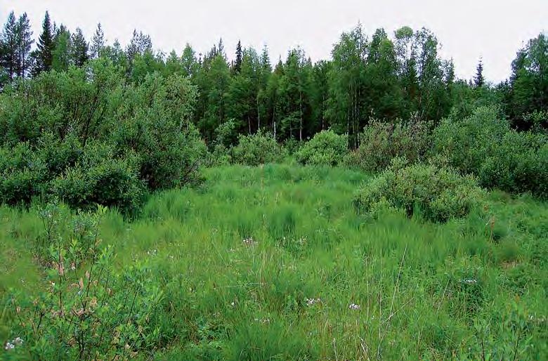 43. Perinnebiotooppi (kuva 16) Sijainti: Kelloselässä, suunnittelualueen koillisosassa sijaitseva, Sisiliskonmukasta Pekelojan varteen ulottuva tulvaniittykaistale Aatsinginjoen molemmin puolin.