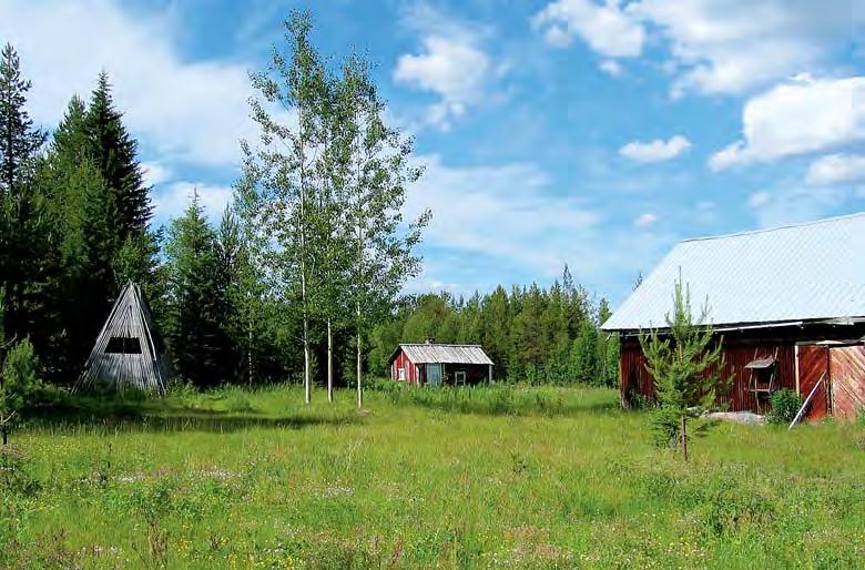 Kuva 18. Eläimet laidunsivat ennen myös pihaniityillä, joiden kasvillisuus saattaa olla hyvinkin monipuolista. Kohteen 63 pihapiirissä kasvaa esimerkiksi ahonoidanlukkoa. 64.