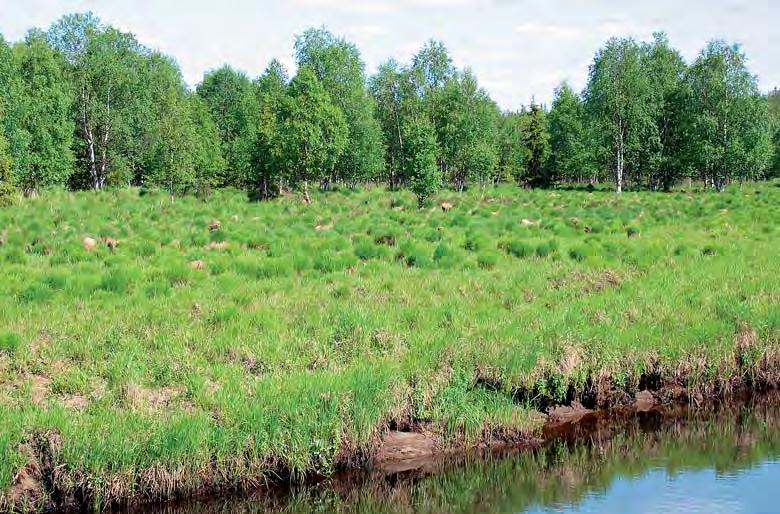 Suunnittelualueen perinnebiotoopeilla laiduntavat nyt yksinomaan lampaat. On kuitenkin muistettava, että perinteisesti laitumilla on pidetty myös lehmiä ja hevosia.