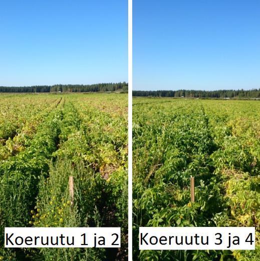 44 Kuva 7. Tuleentuminen 22.8.2015 Nostokoe suoritettiin siten, että koeruudusta valittiin yhdestä penkistä kahden metrin pituinen matka.